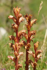 Orobanche alba