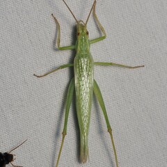 Oecanthus argentinus
