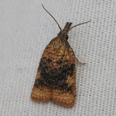 Platynota flavedana