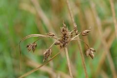 Bolboschoenus laticarpus