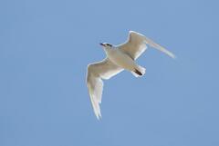 Ichthyaetus melanocephalus