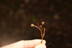 Eucalyptus microcorys