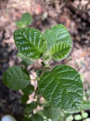 Trymalium odoratissimum