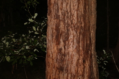 Eucalyptus microcorys