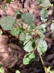 Trymalium odoratissimum