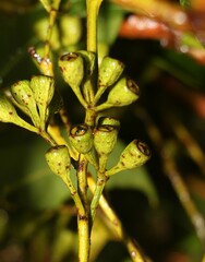 Eucalyptus microcorys