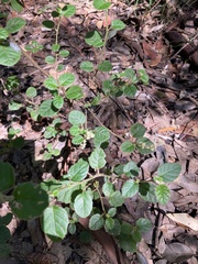 Trymalium odoratissimum