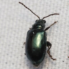 Chrysomelidae