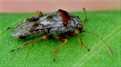 Geocoridae