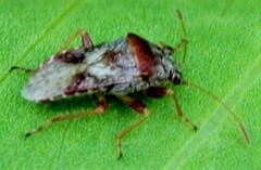 Geocoridae