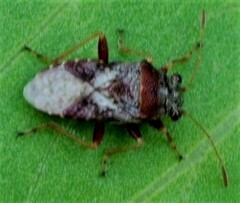 Geocoridae