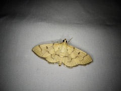 Patania chlorophanta