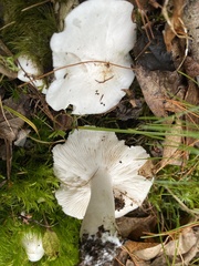 Tricholoma album