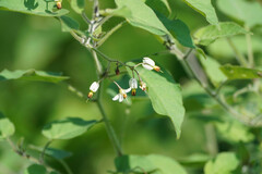 Solanum lyratum