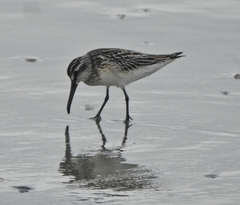 Calidris falcinellus