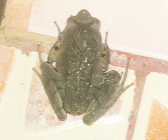 Xenophrys major