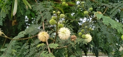 Leucaena