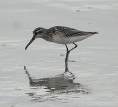Calidris falcinellus