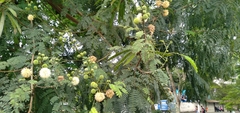 Leucaena