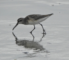 Calidris falcinellus