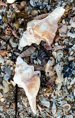 Pterochelus triformis