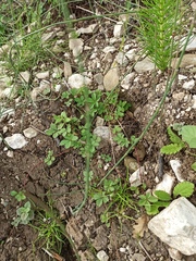 Potentilla reptans