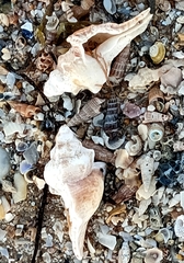 Pterochelus triformis