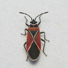 Neacoryphus bicrucis