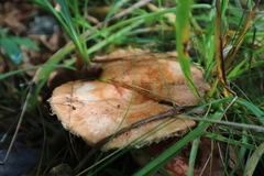 Lactarius