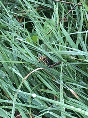 Vespula