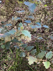 Chorilaena quercifolia