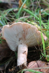 Lactarius