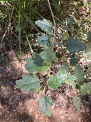 Chorilaena quercifolia