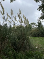 Cortaderia selloana