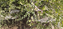 Ziziphus lotus