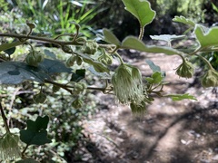 Chorilaena quercifolia