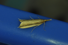 Donacaula albicostellus