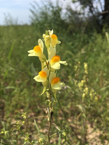 common toadflax