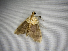Agrotera nemoralis