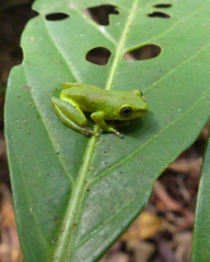 Hyperolius fusciventris