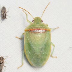 Piezodorus guildinii