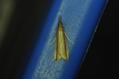 Donacaula albicostellus