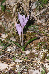 Colchicum cupanii