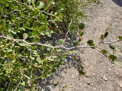 Ziziphus lotus lotus