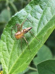Oxyopes