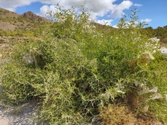 Ziziphus lotus lotus