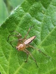 Oxyopes