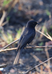 Melaenornis pammelaina ater