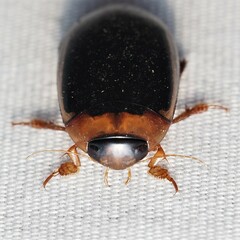 Hydaticus bimarginatus