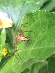 Oxyopes